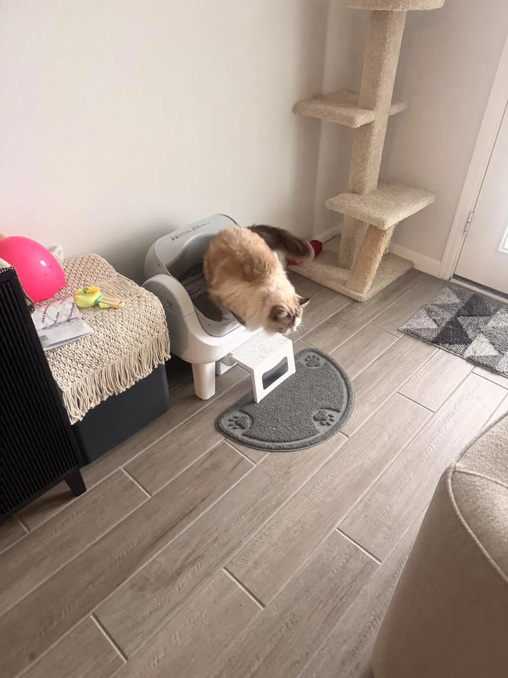 KittyScooper customer photo 11